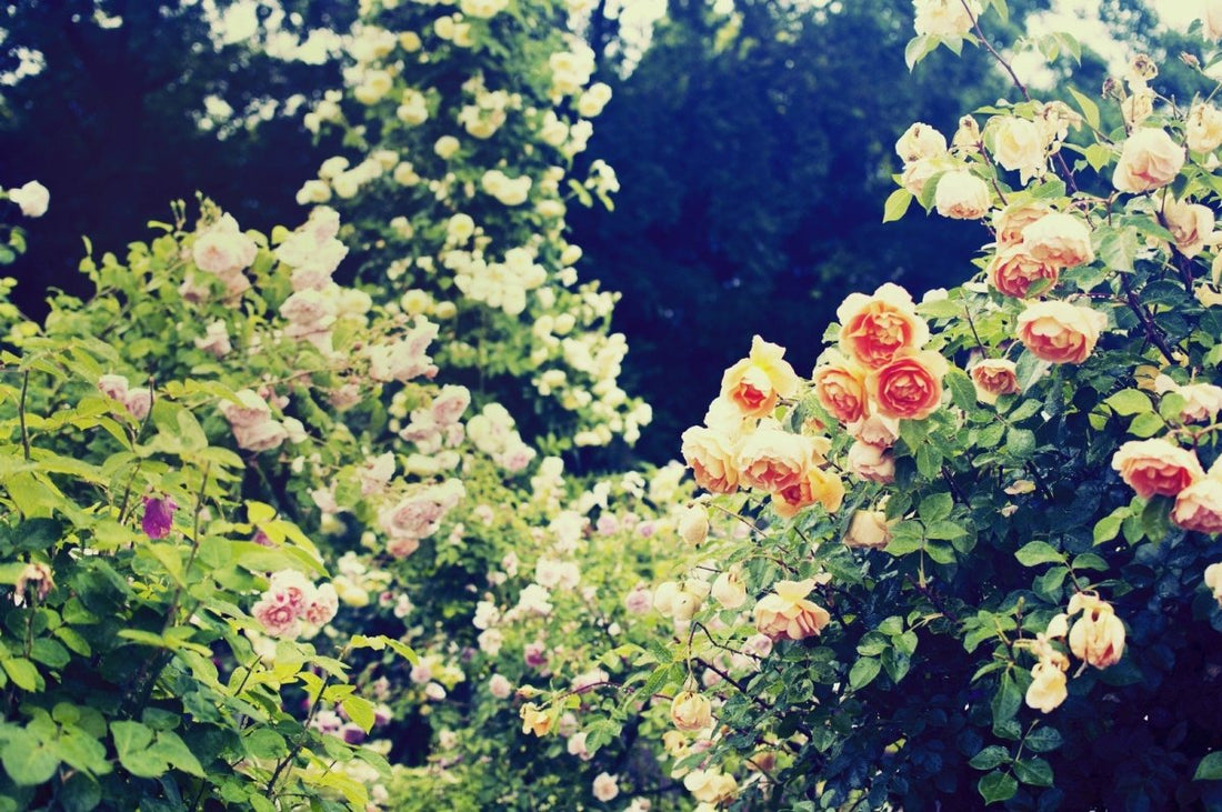 新しいライフスタイルへ。 - to blossom