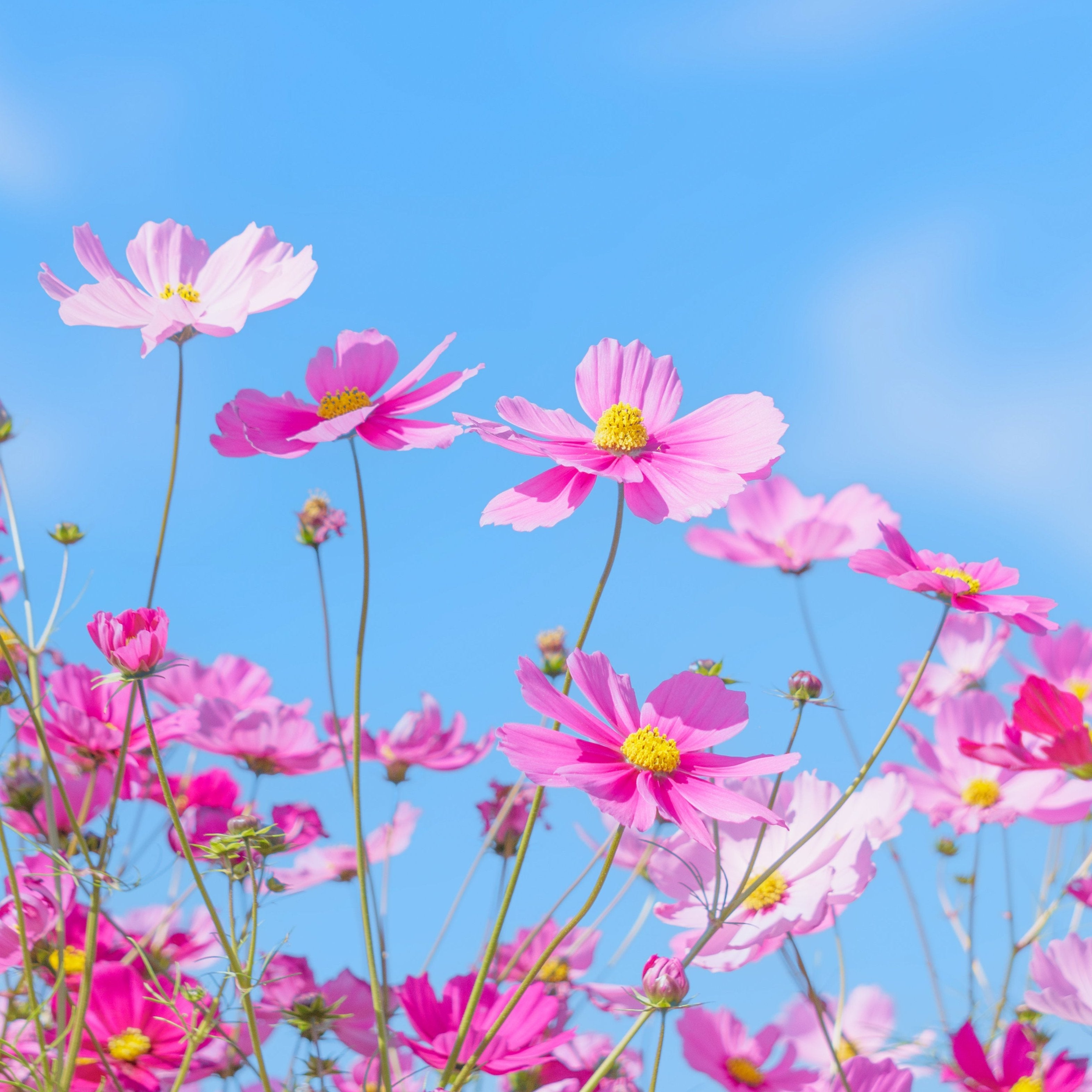 かと Bubbles & Blossom Tシャツ2枚セット 楽天市場】ポケット付きTシャツ / THX TEE IME (サンクスティー